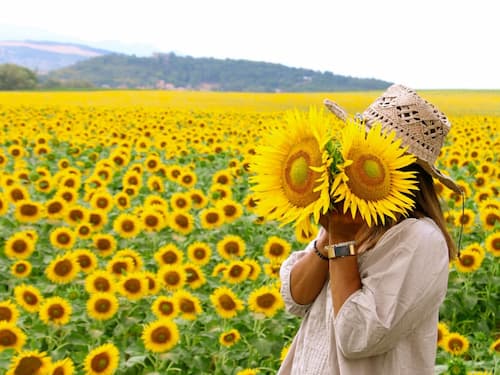 Sunflower fields in France